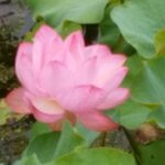 黒・白の影が見える？？物音などの不思議な体験？対処したこと