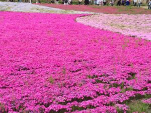 離れて暮らす親、親孝行とは何だろう？