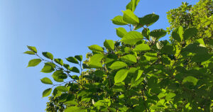 推し活・成人した子供、趣味なら生活に潤いのはずが?親から見た疑問?