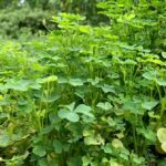 ここ2日発熱、家族からもらった
