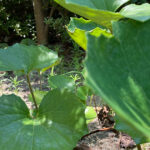 自立型塾、学習習慣のない高３が、映像学習を自習？！４