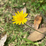 初めてのエニアグラム基礎講座受講、自己理解を今後に活かす