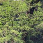 子供の歯並びを学校から指摘され、子供3人長期通院体験