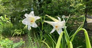 なぜ？５０代になって心を整理したくなったのだろう、残された自分の時間をどう使うのか