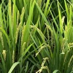 2件目に米購入、最近のお米事情