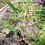 ポイ活で、どこのポイントを主に貯める?