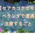 【セアカゴケグモ】ベランダで遭遇、咬傷に注意!