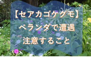 【セアカゴケグモ】ベランダで遭遇、咬傷に注意!