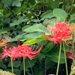 ［運気を上げたい！］トイレ掃除で開運？トイレの神様のお札を貼り掃除を続けた変化は！