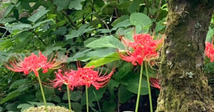 ［運気を上げたい！］トイレ掃除で開運？トイレの神様のお札を貼り掃除を続けた変化は！