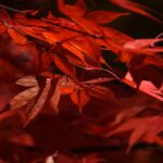 【京都 龍穏寺 へ紅葉狩り】紅葉の美しさについカメラを向けたくなる
