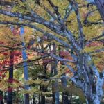 1年を振り返り、色々ありましたが気づきもあり、感謝です。