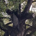 「烏枢沙摩明王様のお札を授かって」６か月、思いがけない変化