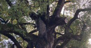 「烏枢沙摩明王様のお札を授かって」６か月、思いがけない変化