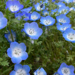 人間関係の板挟みを考えるー少し心が軽くなるヒント