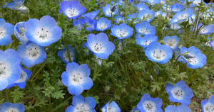 人間関係の板挟みを考えるー少し心が軽くなるヒント