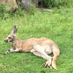 看護師派遣で病棟実習バイトに挑戦してみた、実体験と感想