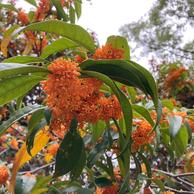 手の第2関節の痛みと腫れ、手の外科専門医受診・診断の結果と経過